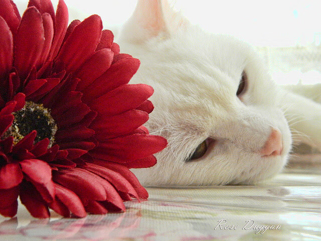 “简阳文体中心:羽毛球赛场上的快速反应与精准击球”