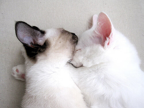 体育新闻中心打造数字体育内容安全实验室,数字体育项目