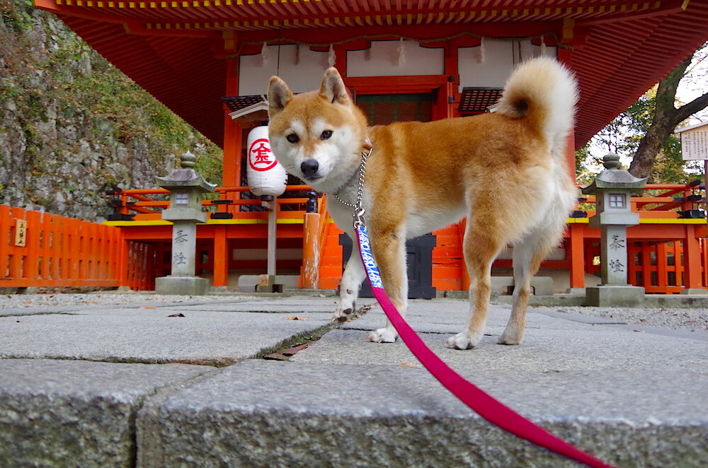 利物浦注重控球打出节奏变化,利物浦控球率
