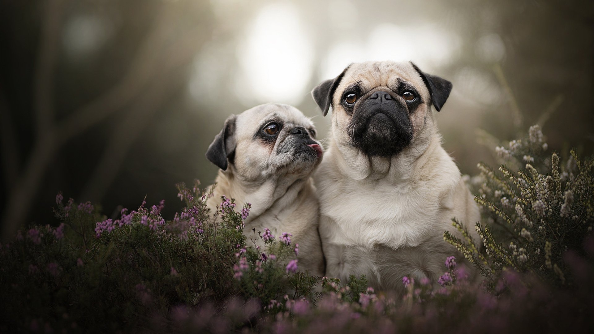 女子200蝶滑行技术动作解读,女子200蝶泳世界纪录视频