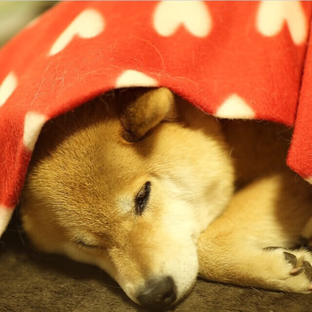 球员转型教练趋势明显经验传承形成闭环,球员转会最新信息