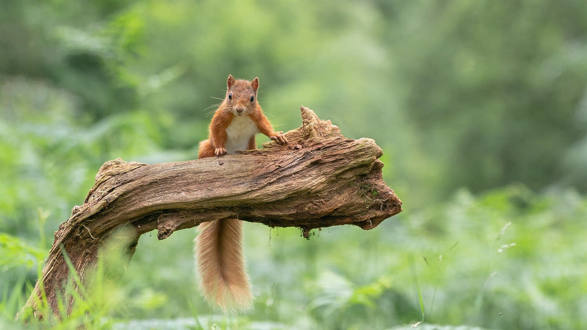 男子仰泳后程发力更强劲,男子仰泳世界纪录