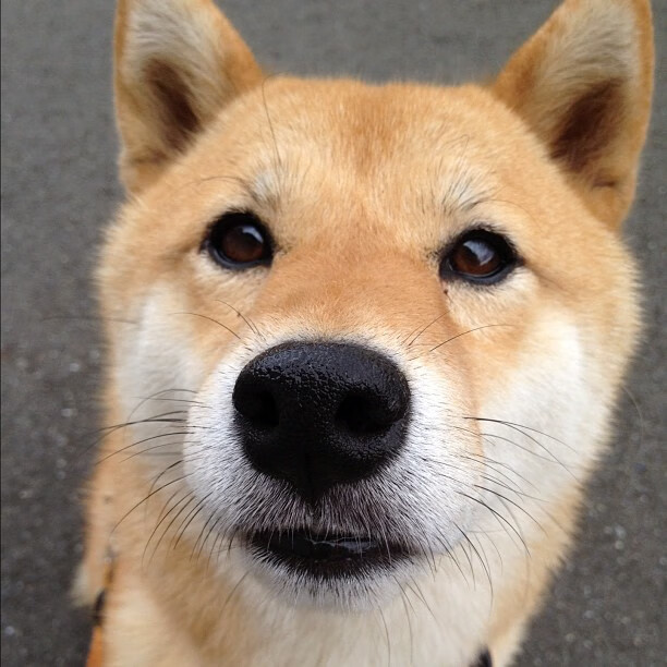 “伊万·戈梅斯的冲击力与领导能力，成就美洲狮队在世界赛场上的地位”